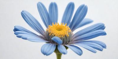 The primary subject of the image is a blue flower with a yellow center. The flower is sitting on a white surface, which serves as the background. The visual style of the image is a close-up of the flower, showcasing its details. The dominant colors in the image are blue and yellow, creating a calm and serene atmosphere.