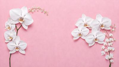 The primary subject of the image is a pink background with white flowers. The flowers are arranged in a visually appealing manner, creating a sense of elegance and beauty. The setting appears to be a studio or a controlled environment, as the flowers are placed on a pink surface, which is not a natural habitat for them. The visual style of the image is a combination of photography and digital art, as the flowers are depicted in a realistic manner while the pink background adds a touch of creativity and artistic expression