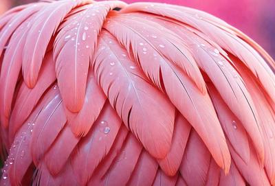 The primary subject of the image is a pink bird with a feathered appearance. The bird is the main focus of the image, and it is situated in a pink background. The visual style of the image is a close-up of the bird's feathers, showcasing the intricate details of its plumage. The colors and mood of the image are predominantly pink, creating a warm and inviting atmosphere.