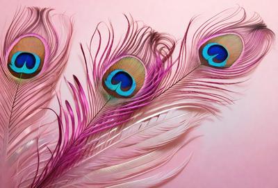 The primary subject of the image is a peacock with its feathers spread out. The peacock is standing on a pink background, which adds a vibrant and warm atmosphere to the scene. The visual style of the image is a close-up of the peacock's feathers, showcasing the intricate patterns and details of the bird's plumage. The colors and mood of the image are predominantly pink, which creates a sense of warmth and beauty.