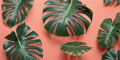 The image features a large green leaf with a hole in the center, which is placed on a pink background. There are several other leaves in the scene, some of which are also green and have holes in the center. The leaves are arranged in various positions, creating a visually interesting composition. The overall atmosphere of the image is lively and vibrant, with the green leaves and pink background creating a striking contrast.