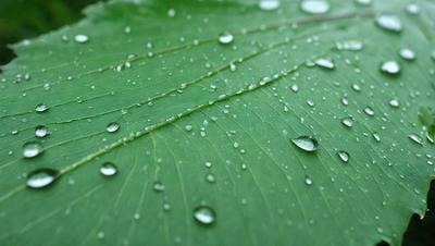 The primary subject of the image is a close-up of a leaf with water droplets on it. The leaf is green and appears to be a part of a plant. The setting is outdoors, with the leaf being the main focus of the image. The visual style is a close-up, which emphasizes the details of the water droplets on the leaf. The colors in the image are predominantly green, which adds to the natural and serene atmosphere of the scene.