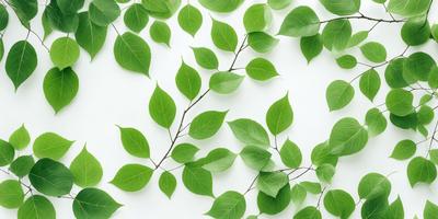 The primary subject of the image is a large green leafy plant with a long stem. The plant is displayed on a white background, giving it a clean and minimalist appearance. The visual style of the image is a close-up of the plant, showcasing its intricate details. The colors and mood of the image are predominantly green, creating a sense of freshness and natural beauty.