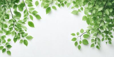 The primary subject of the image is a large green leaf, which is prominently displayed in the foreground. The leaf is positioned in the center of the image, covering a significant portion of the frame. The setting is a white wall, which serves as the background for the leaf. The visual style of the image is a close-up of the leaf, emphasizing its texture and details. The colors in the image are predominantly green, creating a calm and natural atmosphere.