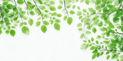 The primary subject of the image is a close-up of a leafy green tree branch. The setting is a white wall, which serves as the background. The visual style is a photo, capturing the natural beauty of the tree branch. The colors are predominantly green, creating a calm and serene atmosphere.