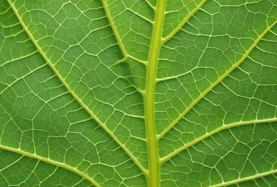 The image features a close-up of a leaf with a green and yellow color scheme. The leaf is large and occupies most of the frame. The visual style of the image is a photo, capturing the intricate details of the leaf. The colors and mood of the image are vibrant and lively, showcasing the beauty of the natural world.
