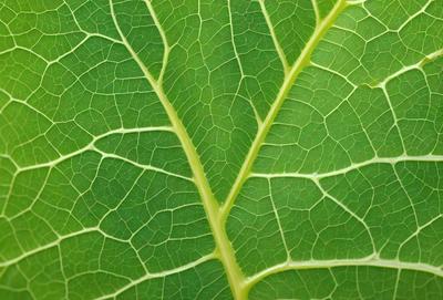 The image features a close-up of a leaf with a green background. The leaf is the primary subject, and it appears to be a natural, textured image. The visual style suggests that it is a photo of a real leaf, rather than a digital art or illustration. The colors and mood of the image are predominantly green, which adds to the natural and serene atmosphere of the scene.