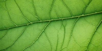 The image features a close-up of a leaf with a green background. The leaf is large and occupies most of the frame. The leaf appears to be a part of a plant, possibly a tree, and its texture is visible in the image. The overall atmosphere of the image is natural and serene, with the leaf being the primary subject.