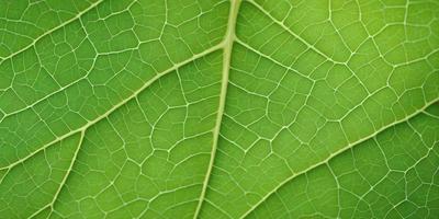 The primary subject of the image is a close-up of a leaf, showcasing its intricate and detailed structure. The leaf is green and appears to be a part of a larger plant. The setting is a natural environment, with the leaf being the main focus of the image. The visual style is a close-up, which highlights the leaf's texture and details. The colors in the image are predominantly green, which adds to the natural and organic atmosphere of the scene.