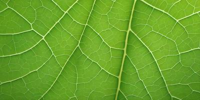 The primary subject of the image is a close-up of a leaf, showcasing its intricate and detailed structure. The leaf is green and appears to be a part of a larger plant. The setting is a natural environment, with the leaf being the main focus of the image. The visual style is a close-up, which highlights the leaf's texture and details. The colors are predominantly green, which adds to the natural and organic atmosphere of the image.