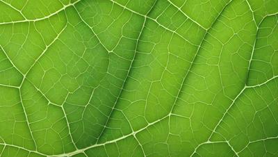 The image features a close-up of a leaf with a green background. The leaf is the primary subject, and it appears to be a natural, textured image. The visual style suggests that it is a photo of a leaf, rather than a digital art or illustration. The colors and mood of the image are predominantly green, which adds to the natural and serene atmosphere of the scene.