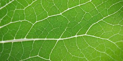 The primary subject of the image is a close-up of a leaf with a green background. The leaf is the main object, and it is the focal point of the image. The setting is a natural environment, with the leaf being the primary subject. The visual style is a close-up of the leaf, which gives a sense of detail and texture. The colors are predominantly green, which creates a calm and natural atmosphere.