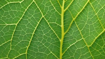 The image features a close-up of a leaf with a green background. The leaf is the primary subject, and it appears to be a natural, textured image rather than a digital art or illustration. The colors in the image are predominantly green, creating a calm and natural atmosphere.