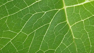 The image features a close-up of a leaf with a green background. The leaf is the primary subject, and it appears to be a natural, textured surface. The visual style of the image is a photo, capturing the intricate details of the leaf. The colors in the image are predominantly green, creating a calm and natural atmosphere.