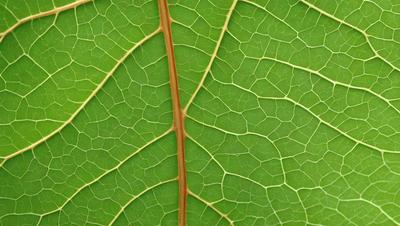 The primary subject of the image is a close-up of a leaf with a yellow stem. The leaf is green and has a patterned texture. The setting is a natural environment, possibly a forest or a garden. The visual style is a close-up of the leaf, showcasing its intricate details. The colors and mood of the image are vibrant and lively, with the green leaf and yellow stem creating a sense of freshness and vitality.