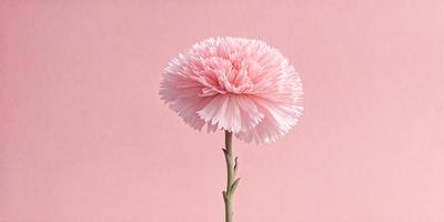 The primary subject of the image is a single pink flower, which is the main focus of the scene. The flower is placed on a pink background, creating a visually appealing contrast. The visual style of the image is a close-up of the flower, showcasing its details and texture. The dominant colors in the image are pink and white, giving the scene a warm and inviting atmosphere.