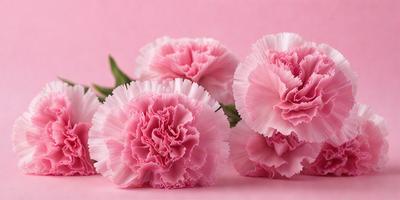 The primary subject of the image is a bouquet of three pink flowers. The flowers are placed on a pink background, which adds a warm and vibrant atmosphere to the scene. The visual style of the image is a close-up of the flowers, showcasing their details and beauty. The colors and mood of the image are predominantly pink, creating a sense of freshness and elegance.