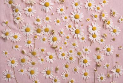 The primary subject of the image is a close-up of a flower, with a focus on the petals and the yellow center. The flower is placed on a pink background, which adds a contrasting color to the scene. The visual style of the image is a close-up, which emphasizes the details of the flower. The colors in the image are predominantly white and yellow, creating a bright and cheerful atmosphere.