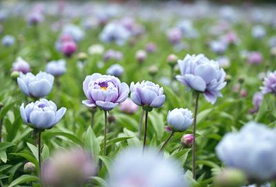 The primary subject of the image is a field filled with purple flowers, creating a beautiful and serene atmosphere. The setting is a grassy field, and the visual style appears to be a photo of the flowers in their natural environment. The colors and mood of the image are predominantly purple, which adds a sense of calmness and tranquility to the scene.