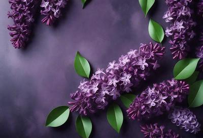 Purple flowers are the primary subject of the image. They are displayed on a purple background, creating a visually striking scene. The flowers are arranged in a circular pattern, with some leaves also present in the scene. The overall atmosphere is one of beauty and elegance, with the purple flowers being the focal point of the image.