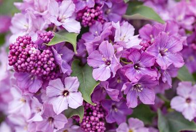 The primary subject of the image is a purple flower with a green leaf. The flower is surrounded by other purple flowers, creating a beautiful and vibrant scene. The setting appears to be a garden or a natural environment, with the flowers blooming in the open air. The visual style of the image is a close-up of the flower, showcasing its details and beauty. The dominant colors in the image are purple and green, creating a serene and calming atmosphere.