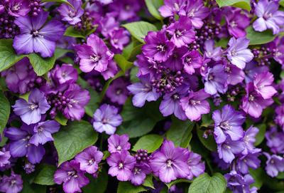 The primary subject of the image is a purple flower, which is the main focus of the scene. The flower is surrounded by a green background, creating a vibrant and lively atmosphere. The visual style of the image is a close-up of the flower, showcasing its details and beauty. The dominant colors in the image are purple and green, which evoke a sense of freshness and natural beauty.
