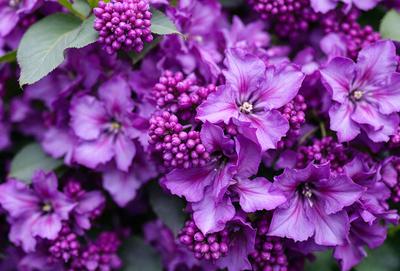 Purple flowers with purple petals and purple leaves.