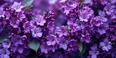 Purple flowers with green leaves.
