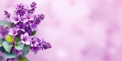 Purple flowers with purple petals and green leaves.