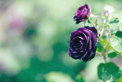 The primary subject of the image is a purple rose. The setting is a green background, possibly a garden or a field. The visual style is a close-up of the rose, showcasing its details. The dominant colors are purple and green, creating a calm and serene atmosphere.