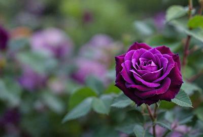 Purple rose in a garden.