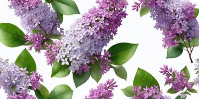 The primary subject of the image is a close-up of a purple flower, possibly a lilac, with a green leaf. The setting is a white background, which provides a clean and minimalistic look. The visual style is a combination of photo and digital art, creating a realistic yet artistic representation of the flower. The dominant colors are purple and green, giving the image a calm and serene atmosphere.