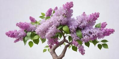 The primary subject of the image is a purple flowering tree with purple flowers. The tree is located in a white background, which provides a clean and minimalistic setting. The visual style of the image is a digital art, as it appears to be a painting or drawing of the tree. The dominant colors in the image are purple and white, creating a serene and calming atmosphere.