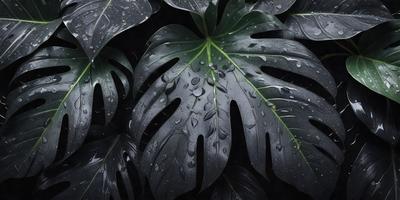 The primary subject of the image is a large, dark green leaf with water droplets on it. The leaf is the main focus of the image, and it is set against a dark background. The visual style of the image is a close-up of the leaf, showcasing its details and texture. The colors in the image are predominantly dark green, with the water droplets adding a touch of white. The overall atmosphere of the image is moist and serene.