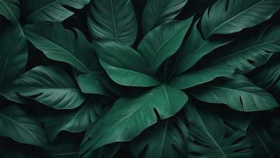 The image features a large, lush green leaf with a dark background. The leaf is the primary subject, and it appears to be a close-up of the plant. The setting is a dark background, which emphasizes the leaf's vibrant green color. The visual style is a close-up of the leaf, showcasing its intricate details. The colors and mood of the image are predominantly green, creating a serene and natural atmosphere.