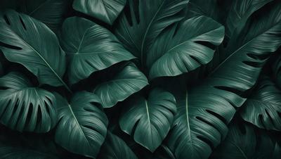 The primary subject of the image is a large green leaf, which is the main focus of the scene. The leaf is prominently displayed in the foreground, with a background of more green leaves. The visual style of the image is a black and white photo, which adds a classic and timeless feel to the scene. The dominant colors in the image are green, which creates a lush and natural atmosphere.