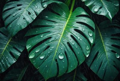 The primary subject of the image is a large green leaf with water droplets on it. The leaf is the main focus of the image, and it is set against a backdrop of a rainy day. The visual style of the image is a close-up of the leaf, showcasing its details and texture. The colors in the image are predominantly green, with the water droplets adding a touch of blue. The overall atmosphere of the image is serene and peaceful, as it captures the beauty of nature