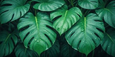 The primary subject of the image is a large green leaf with water droplets on it. The leaf is part of a plant, and the setting is a forest with other leaves and plants surrounding it. The visual style of the image is a close-up of the leaf, showcasing its details and texture. The colors and mood of the image are predominantly green, with the water droplets adding a touch of blue.