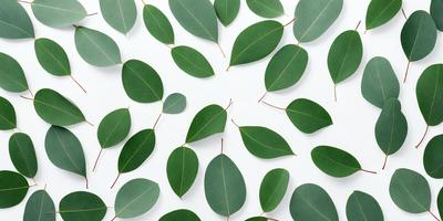 The primary subject of the image is a collection of green leaves, which are arranged in a visually appealing manner. The leaves are displayed on a white background, creating a clean and minimalist appearance. The visual style of the image is a close-up of the leaves, showcasing their intricate details and textures. The colors and mood of the image are predominantly green, which adds a sense of freshness and natural beauty to the scene.