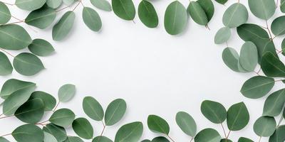 The primary subject of the image is a close-up of green leaves, which are the main objects in the scene. The leaves are arranged in a circular pattern, creating a visually appealing composition. The setting is a white background, which provides a clean and minimalist look to the image. The visual style is a close-up of the leaves, emphasizing their texture and details. The colors and mood of the image are predominantly green, which gives it a fresh and natural feel.