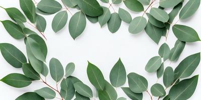 The primary subject of the image is a large green leaf, which is the main focus of the scene. The leaf is prominently displayed on a white background, creating a striking contrast between the green leaf and the white surface. The visual style of the image is a close-up of the leaf, showcasing its intricate details and texture. The colors in the image are predominantly green, with the leaf being the most prominent and vibrant element. The overall atmosphere of the image is serene and natural, emphasizing the
