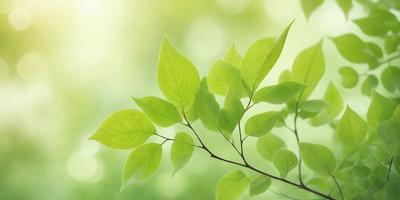 The primary subject of the image is a leafy green tree branch with leaves. The setting is a lush green forest, and the visual style is a photo. The dominant colors are green and yellow, creating a serene and natural atmosphere.