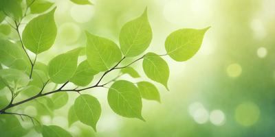 The primary subject of the image is a close-up of a leafy green tree branch. The setting is a bright, sunny day, with the leaves appearing fresh and vibrant. The visual style is a realistic, natural representation of the tree branch. The colors and mood of the image are predominantly green, with a sense of freshness and vitality.