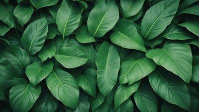 The image features a large green plant with many leaves, creating a lush and vibrant scene. The plant is the primary subject, and it is set against a backdrop of a leafy green background. The visual style of the image is a close-up of the plant, showcasing its intricate details. The dominant colors in the image are green, which creates a serene and natural atmosphere.