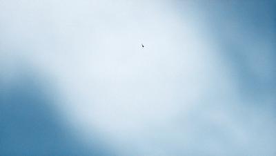 The primary subject of the image is a bird flying in the sky. The bird is positioned in the middle of the scene, with its wings spread out. The setting is a cloudy blue sky, which provides a contrasting backdrop for the bird. The visual style of the image is a photo, capturing the bird in its natural environment. The colors in the image are predominantly blue, with the bird being the main focal point, creating a sense of tranquility and freedom.