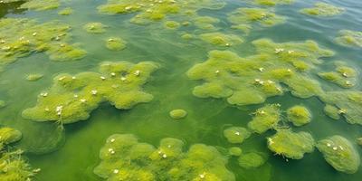 The primary subject of the image is a large body of green water, which appears to be a lake or a pond. The water is filled with green moss, giving it a lush and vibrant appearance. The setting is outdoors, with the water being the main focus of the scene. The visual style of the image is a close-up of the water, allowing the viewer to appreciate the intricate details of the green moss. The colors and mood of the image are predominantly green, creating a