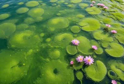 The primary subject of the image is a lily pad floating on a body of water. The setting is a green pond with a few flowers floating on the surface. The visual style is a photo of the lily pad and flowers in the water. The colors and mood of the image are predominantly green, with a calm and serene atmosphere.