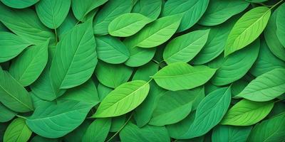 The image features a large number of green leaves, possibly from a plant or a tree. The leaves are arranged in a visually appealing manner, creating a sense of depth and texture. The primary subject of the image is the green leaves, which are the main focus and the primary subject of the image. The setting is outdoors, with the leaves being the main object in the scene. The visual style of the image is a close-up of the leaves, showcasing their intricate details and textures. The colors and m