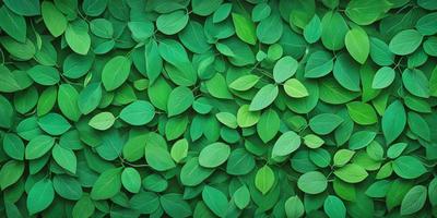 The primary subject of the image is a large green plant with many leaves. The plant is growing on a wall, creating a lush and vibrant scene. The setting is an outdoor environment, with the plant taking up a significant portion of the image. The visual style is a close-up of the plant, showcasing its intricate details. The colors and mood of the image are predominantly green, giving a sense of freshness and vitality.