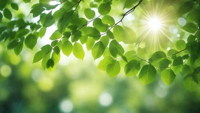 The primary subject of the image is a leafy green tree with sunlight shining through its branches. The setting is a lush green forest, and the visual style is a photo of the tree. The dominant colors are green and yellow, creating a warm and natural atmosphere.